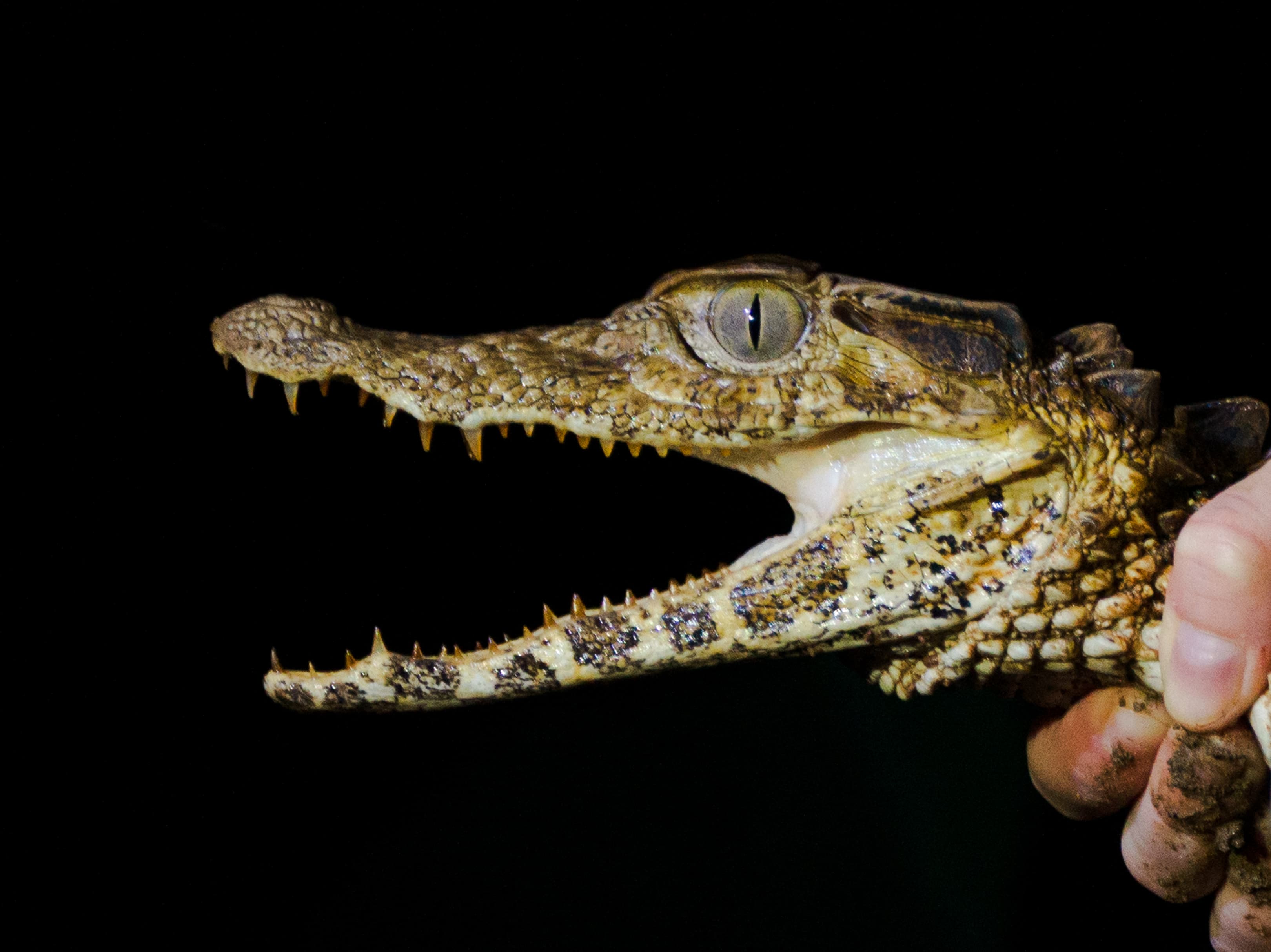 Wildlife of the Peruvian Amazon.