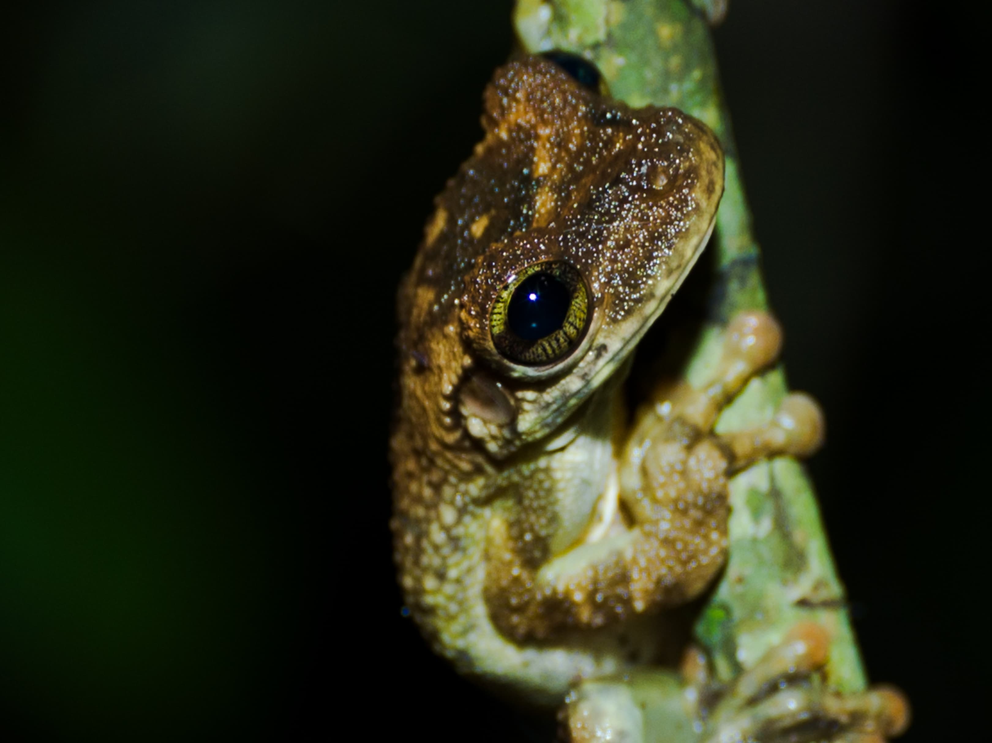 Wildlife of the Peruvian Amazon.