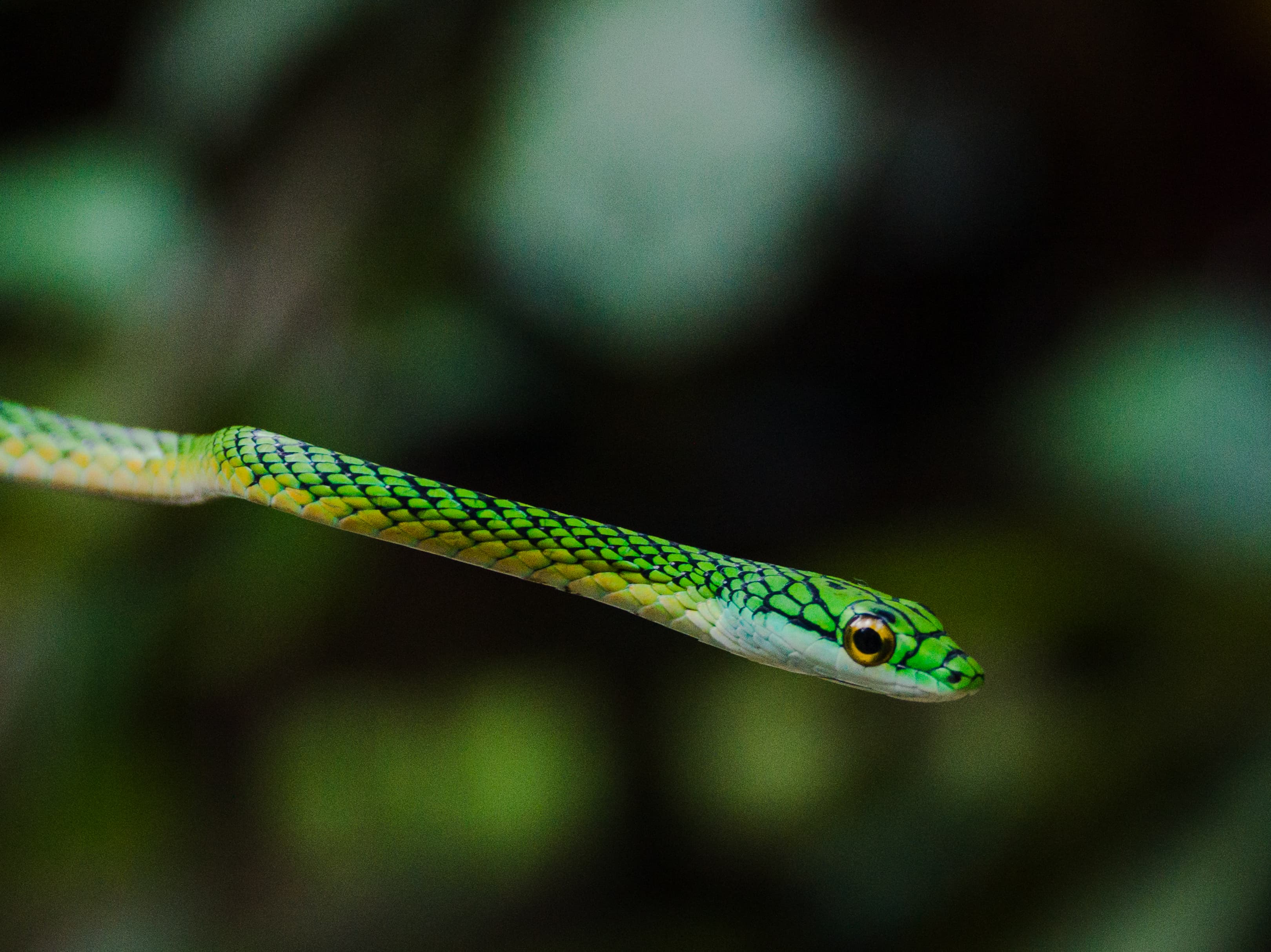 Wildlife of the Peruvian Amazon.