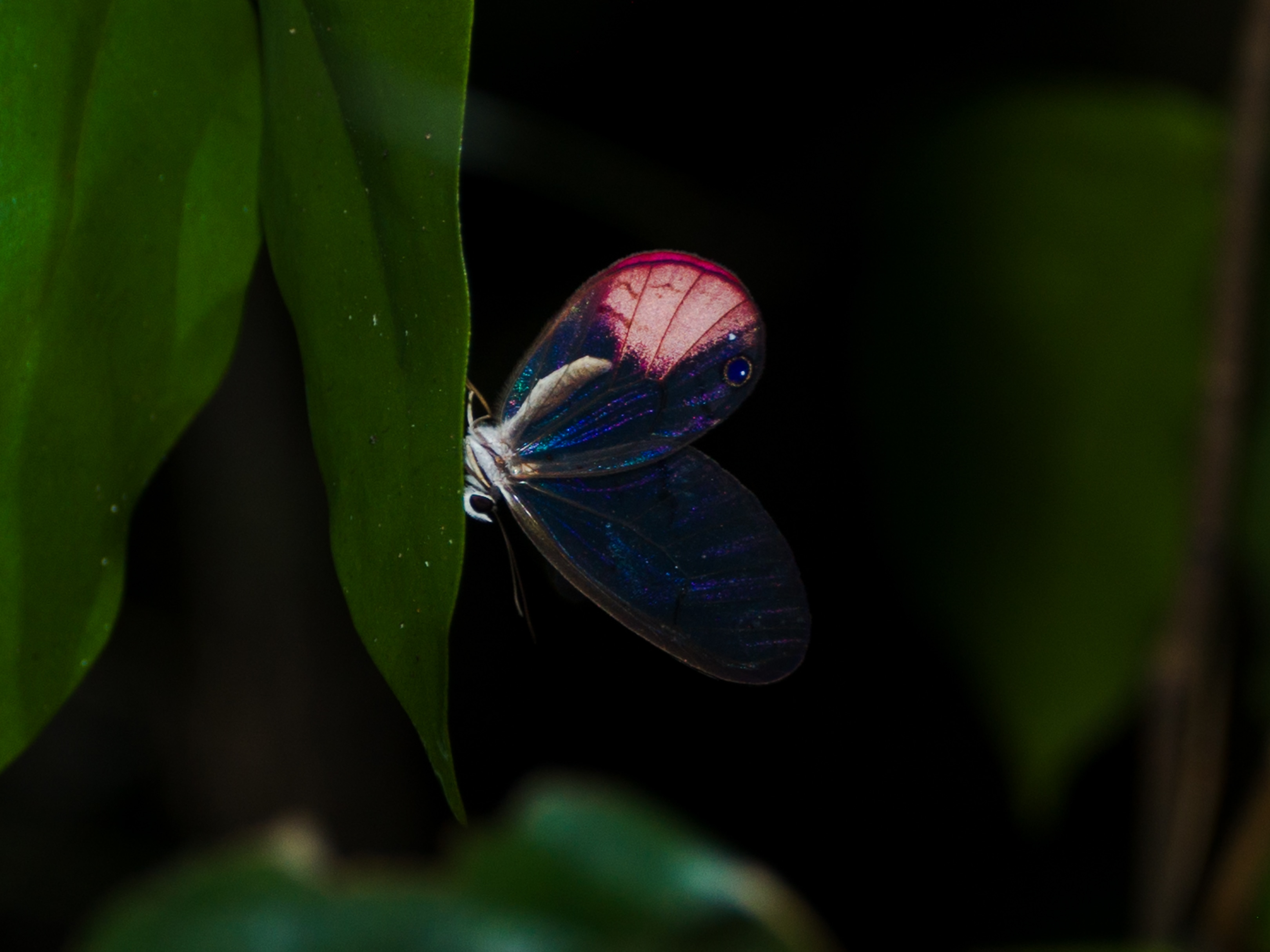 Wildlife of the Peruvian Amazon.